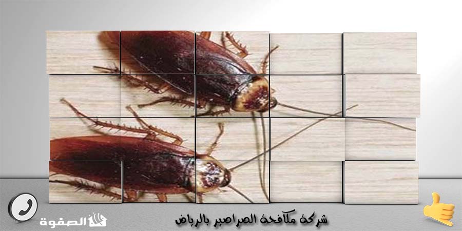 شركة مكافحة الصراصير بالرياض