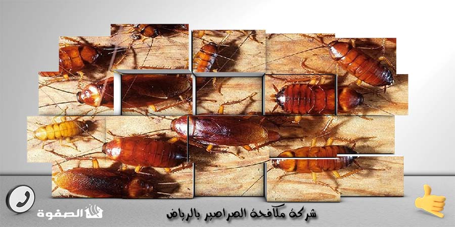 شركة مكافحة الصراصير بالرياض