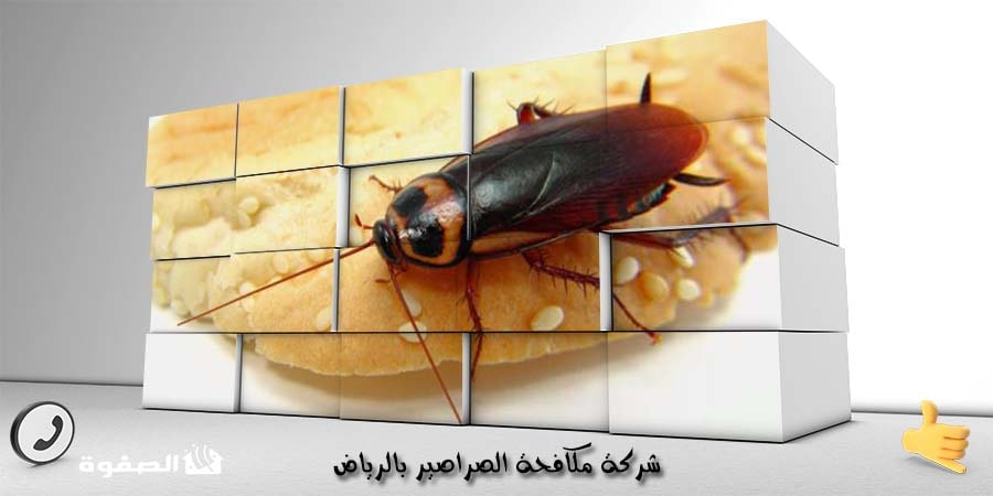 شركة مكافحة الصراصير بالرياض