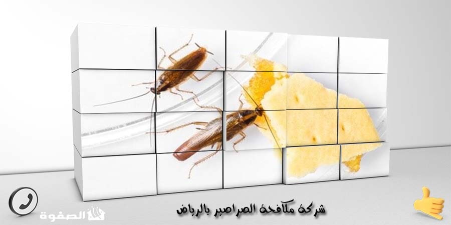 شركة مكافحة الصراصير بالرياض