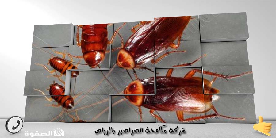 شركة مكافحة الصراصير بالرياض