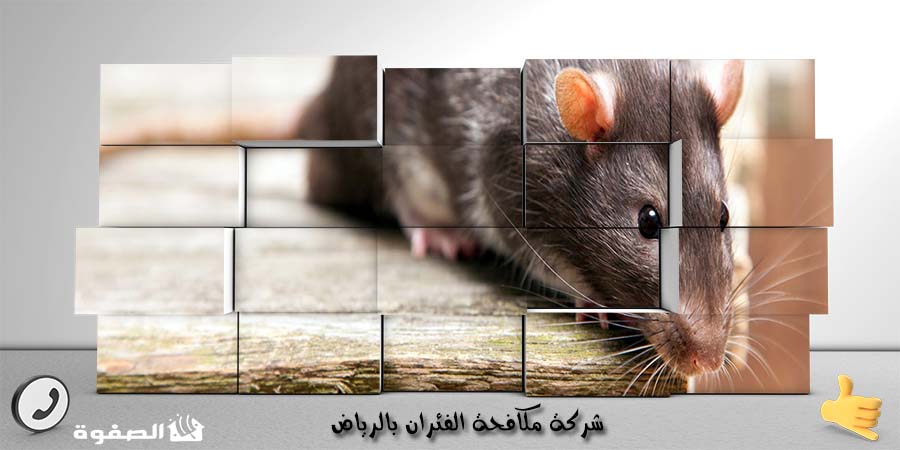 شركة مكافحة الفئران بالرياض