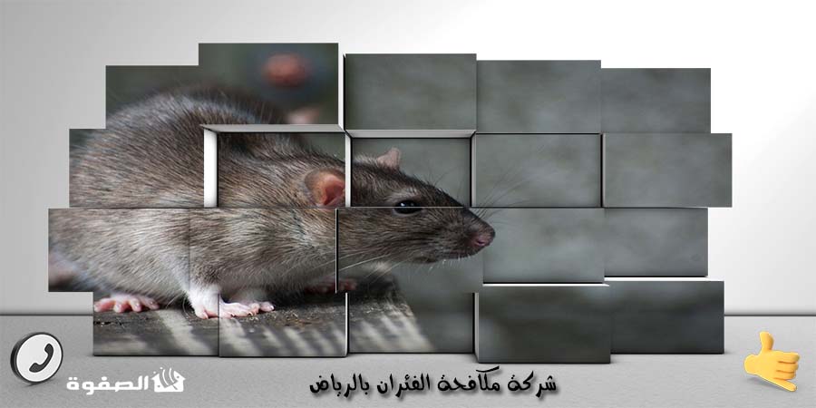 شركة مكافحة الفئران بالرياض