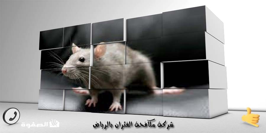 شركة مكافحة الفئران بالرياض