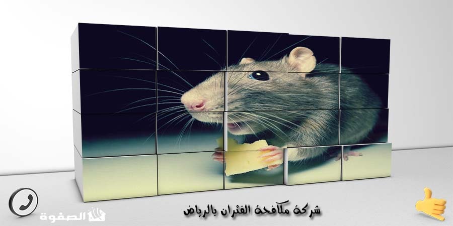 شركة مكافحة الفئران بالرياض