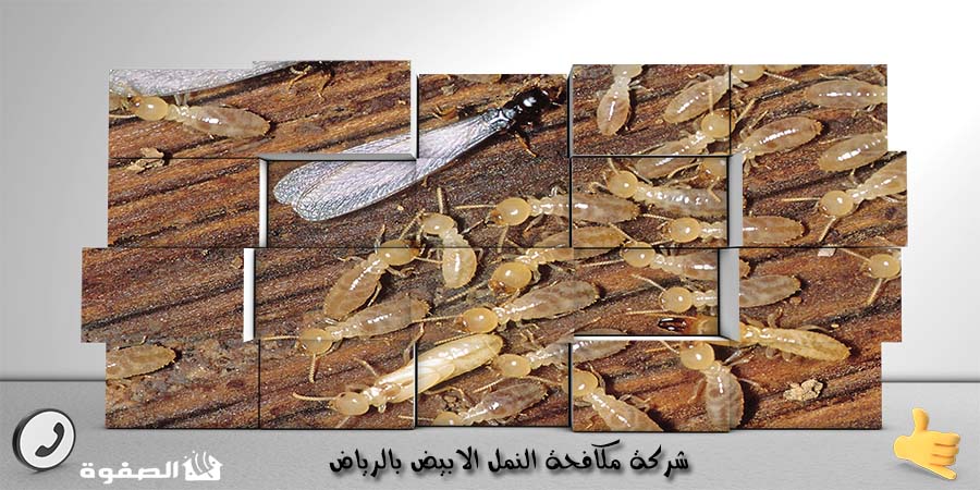 شركة مكافحة النمل الابيض بالرياض