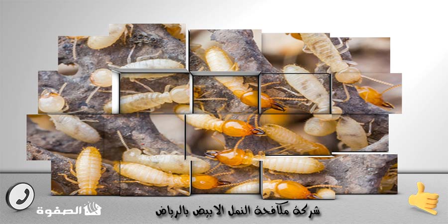 شركة مكافحة النمل الابيض بالرياض