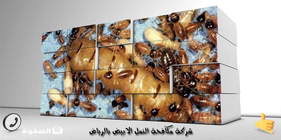 شركة مكافحة النمل الابيض بالرياض