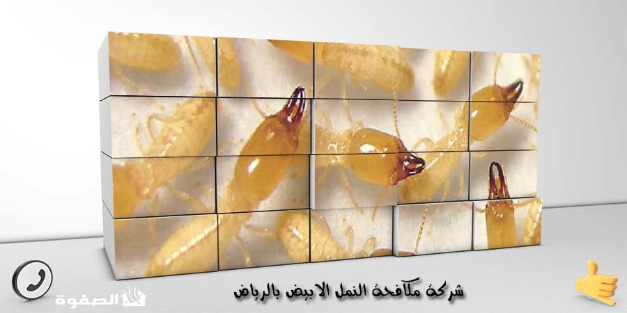 شركة مكافحة النمل الابيض بالرياض