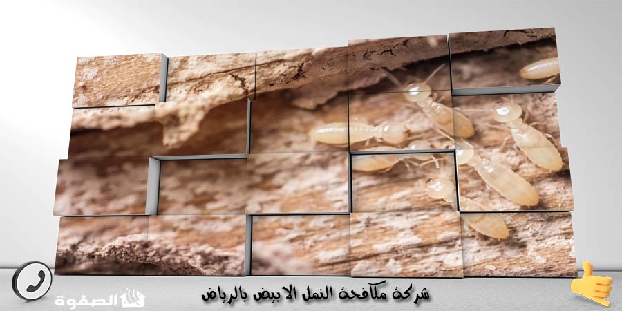 شركة مكافحة النمل الابيض بالرياض