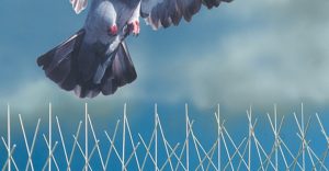 شركة طارد الحمام بالرياض