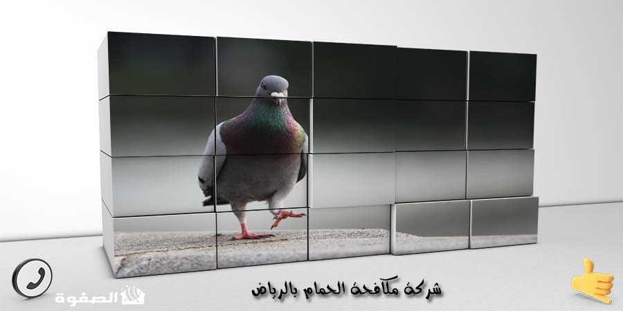 شركة مكافحة الحمام بالرياض