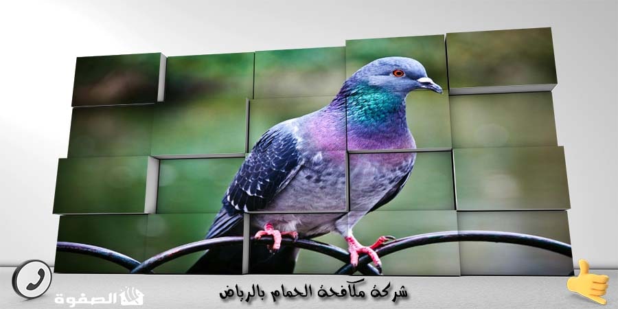 شركة مكافحة الحمام بالرياض