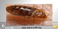 شركة مكافحة بق الفراش بالرياض