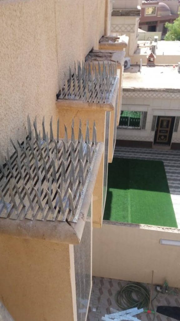 شركة مكافحة الحمام وسط الرياض 