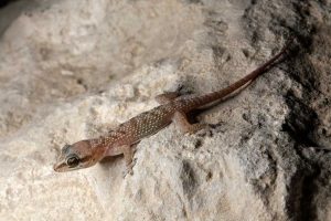 صيد الوزغ بالليزر