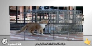 شركة مكافحة القطط الضالة بالرياض صيد قطط - الصفوة شركة مكافحة القطط الضالة بالرياض