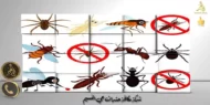 شركة مكافحة حشرات حي النسيم