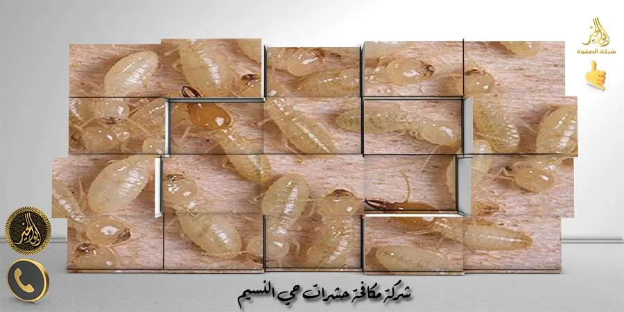 شركة مكافحة حشرات حي النسيم