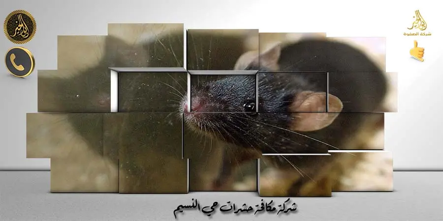 شركة مكافحة حشرات حي النسيم