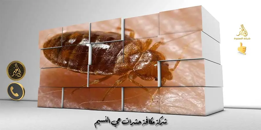 شركة مكافحة حشرات حي النسيم