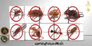 شركة مكافحة حشرات حي الياسمين